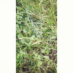 Clover / Shamrock (Open) Necklace