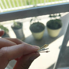 Knot Ring